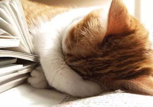 猫先生最新